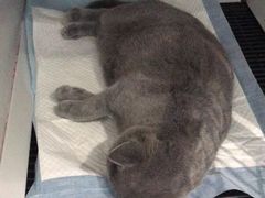 -拜鲁耶动物诊疗中心·宠家动物医院