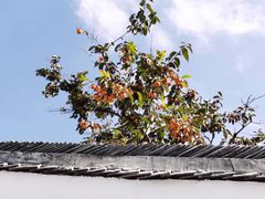 -北寺塔