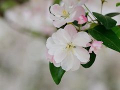 -海棠花溪(元大都城垣遗址公园)