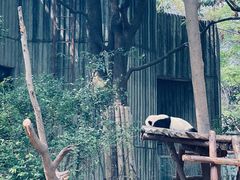 -都江堰中华大熊猫苑