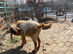 -海拉尔蒙古包(房山长阳店)