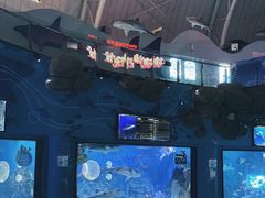-烟台海昌鲸鲨海洋公园