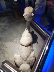 -未来动物城动物主题公园(大悦城店)