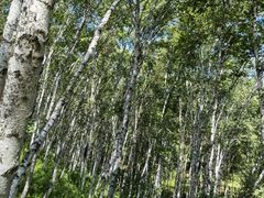 -御道口草原森林风景区
