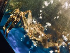 -蟹之国·精品蟹料理(极地店)