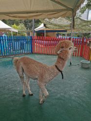 -萌宠亲子动物乐园(槐房万达店)