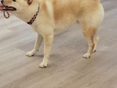 -柴迷FANS CLUB·柴犬狗咖·猫咖