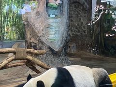 -海南热带野生动植物园