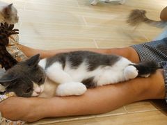 -momokira米努特·德文卷毛猫·棉花面纱犬