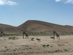 -新疆天山野生动物园