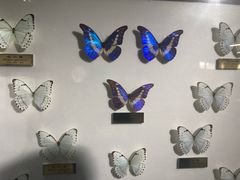 -上海昆虫博物馆