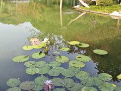 -云溪植物园