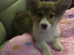 -超宠爱宠物摄影-Super pet