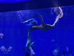 -石家庄极地海洋世界