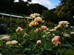 -人民公园(罗湖区)