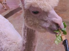 -正佳雨林生态植物园