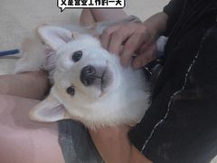-逗柴咖啡屋·狗咖猫咖宠物桌游