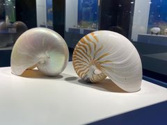 -贝壳王国博物馆