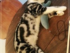 -猫友咖啡店(玉林西路店)