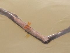 -鹤之洲湿地公园