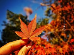 -上海佘山国家森林公园西佘山园