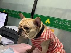 -半岛宠物医院24小时(科华中路店)