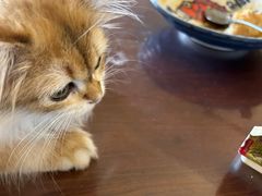 -东方名猫馆·英短金渐层布偶猫舍(环线广场1号楼店)