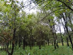 -淇河国家湿地公园