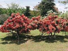 -中国科学院西双版纳热带植物园