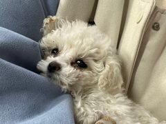-联合动物医院(光谷诊疗中心)