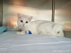 -瑞派福兴宠物医院犬猫全科·骨科·中西医结合(河东店)