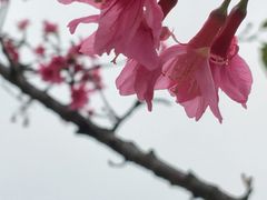 -东莞植物园