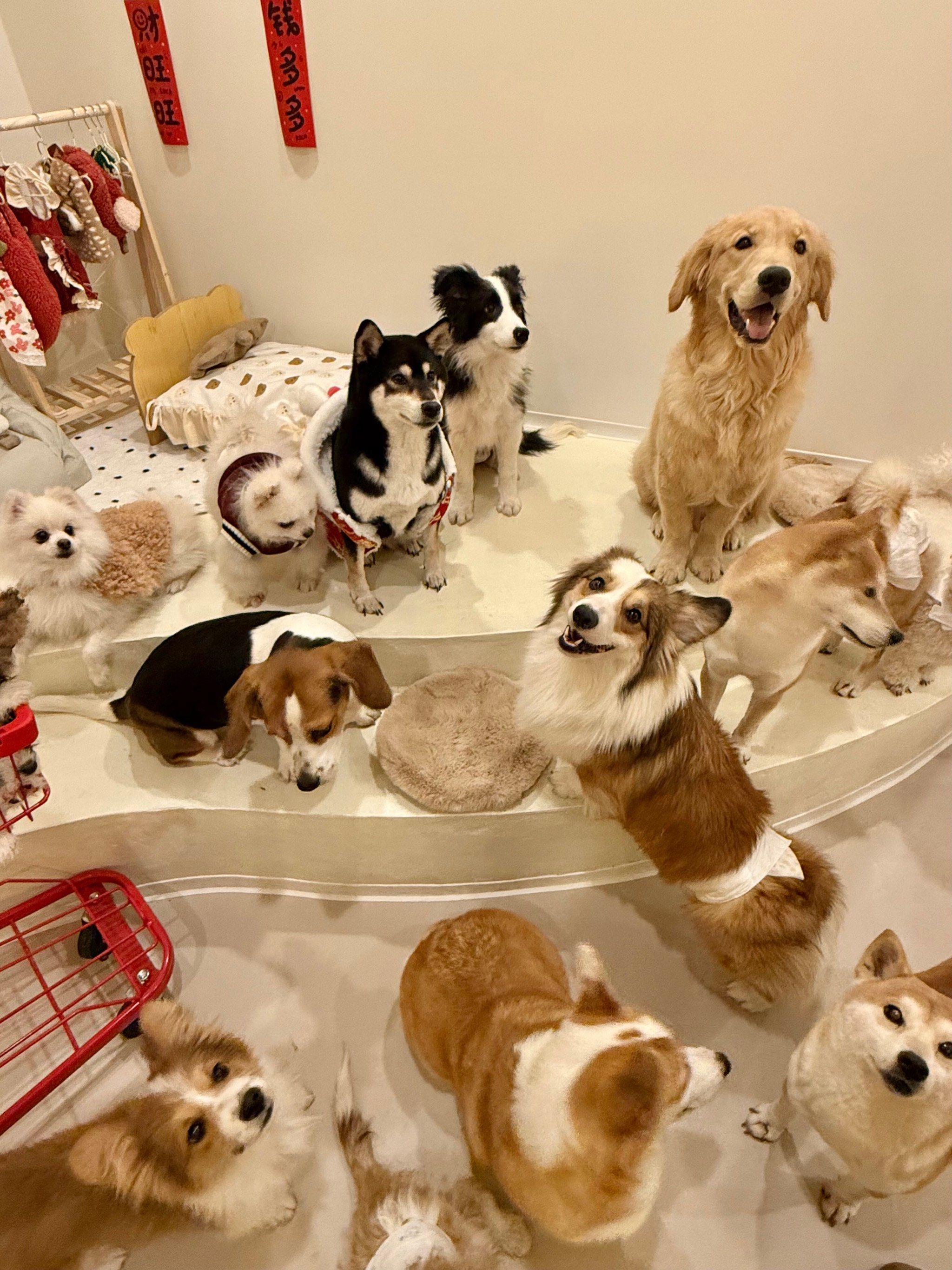 西安南门!修狗乐园!快去!