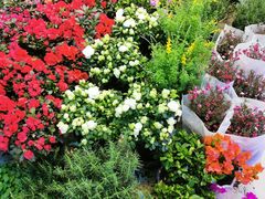 -双季花艺园艺市场(浦东店)