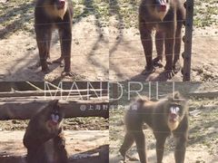 -野生动物园-停车场