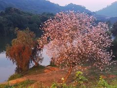 -风云岭森林公园