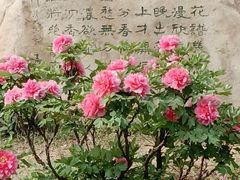 -洛阳市隋唐城遗址植物园