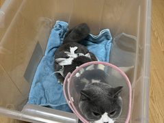 -瑞派·关忠动物医院·异宠专科·犬猫肿瘤·皮肤专科(望京店)