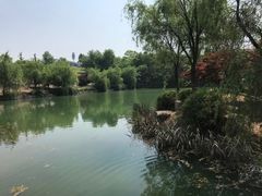 -大塘金香草谷