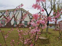 -上海长兴岛郊野公园