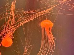 -海合安天津极地海洋公园