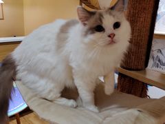 -滚猫咖啡·猫咖·猫友好撸猫(未来城店)