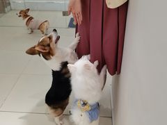 -怪兽屋·羊驼·猫咖·狗咖(俊华广场店)