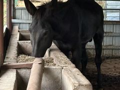 -元鼎宝驴香·全驴宴(江宁店)