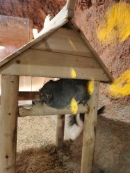 -酷嗒动物文化乐园(cutezoo西溪乐天城店)