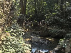 -莫里热带雨林景区