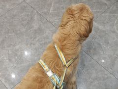 -半岛宠物医院24小时·内窥镜·牙科·碎石中心(府城大道店)
