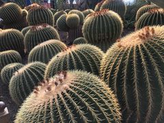 -北京植物园-展览温室