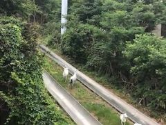-富斯特索道