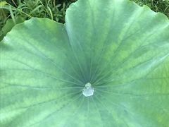 -荷花荡